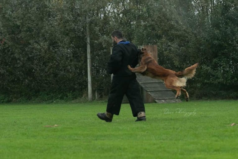 Ocean van de Zilveren Loop, a Belgian Shepherd tested with EmbarkVet.com