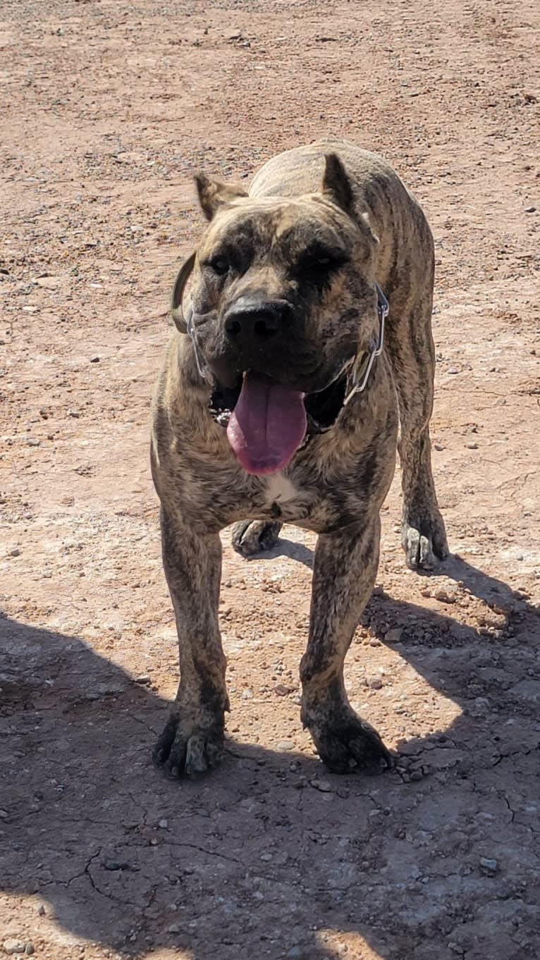 Ashrik, a Perro de Presa Canario tested with EmbarkVet.com