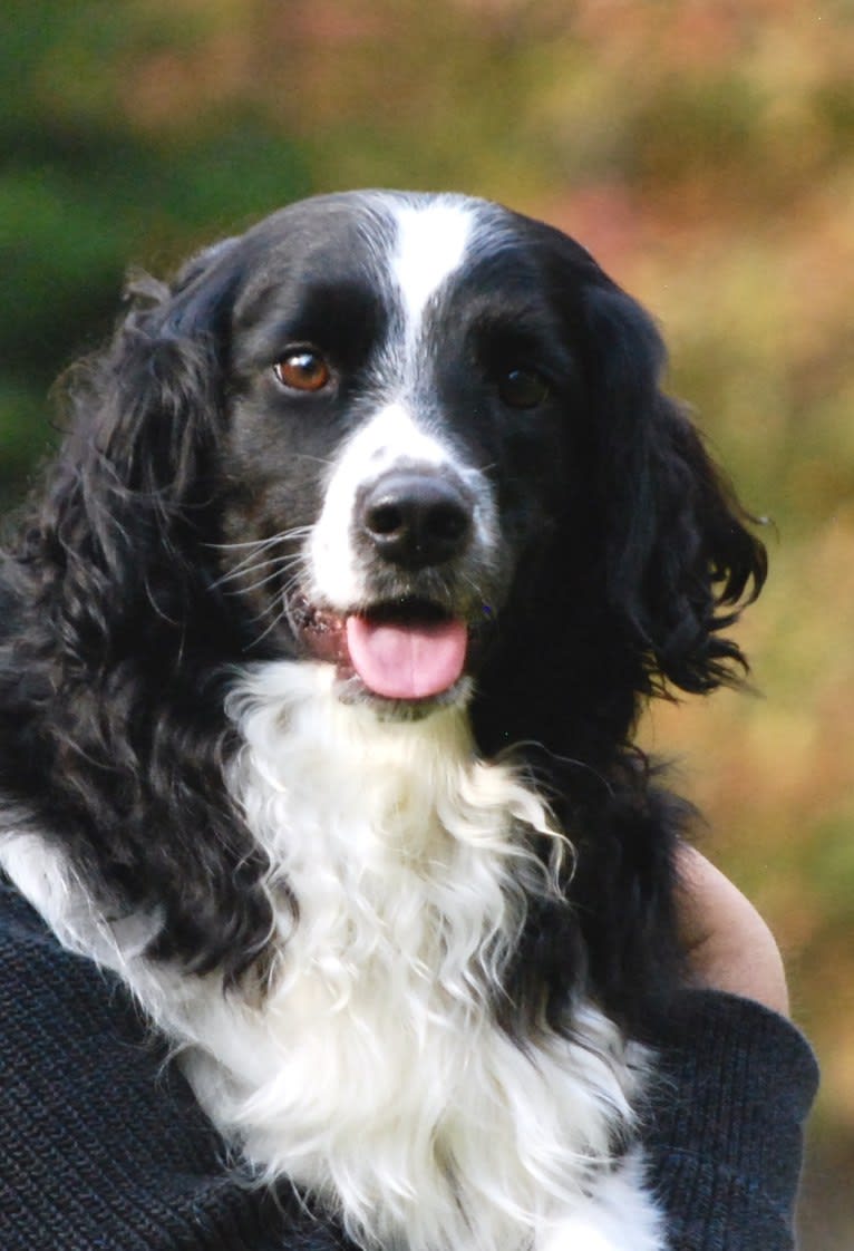 Pepé le Pew, a Miniature/MAS-type Australian Shepherd and English Springer Spaniel mix tested with EmbarkVet.com