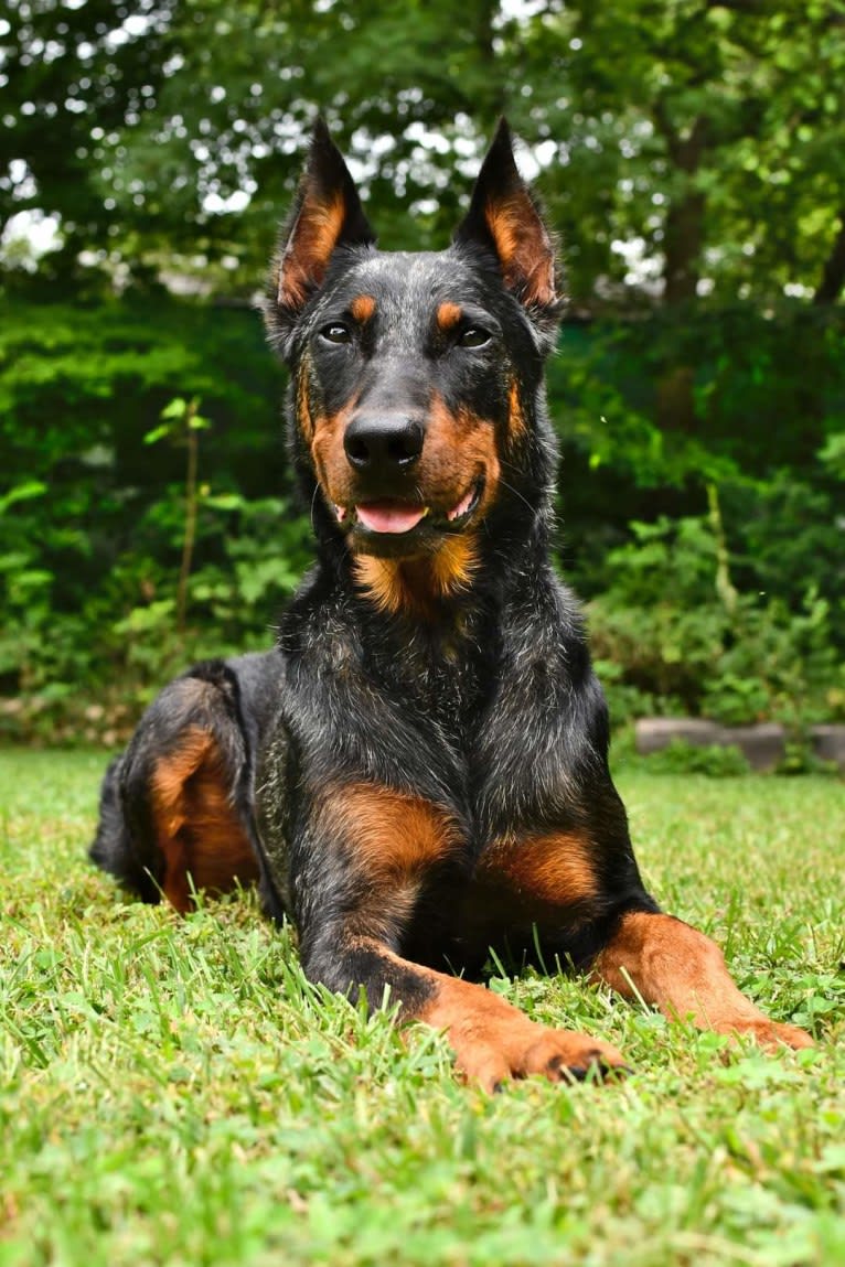 Orabelle, a Beauceron tested with EmbarkVet.com