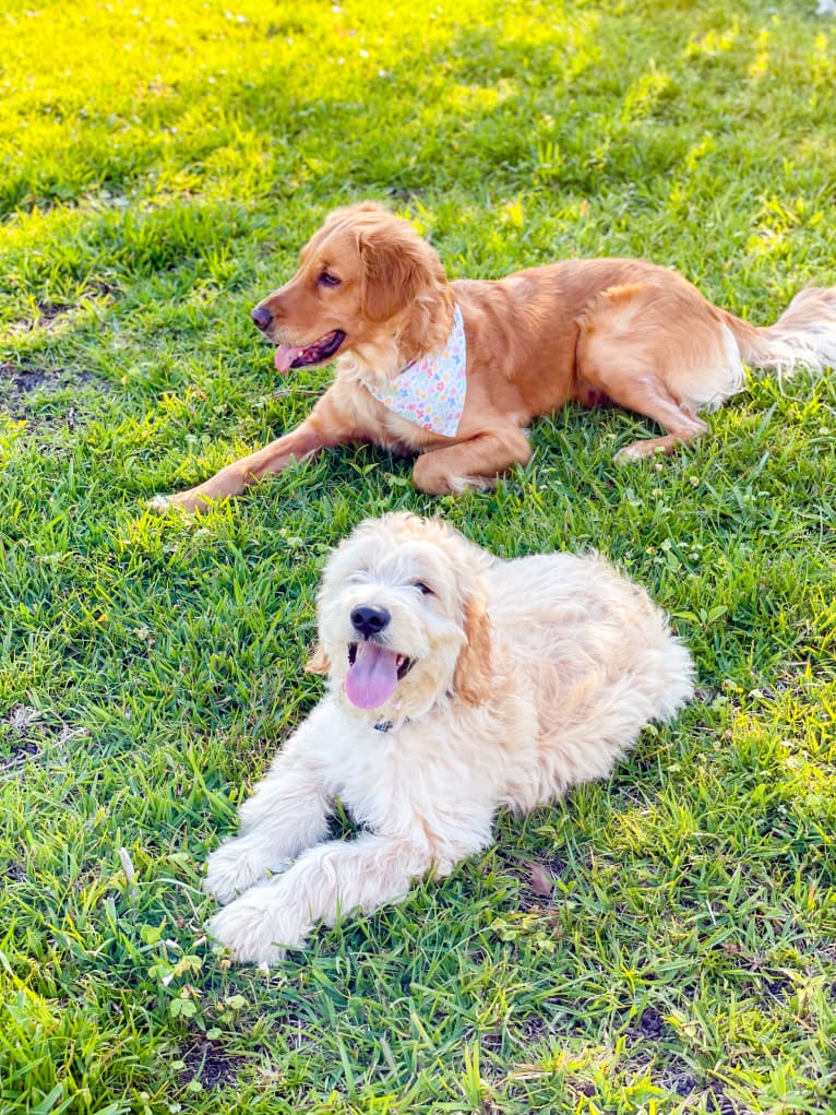 Emmie, a Golden Retriever tested with EmbarkVet.com