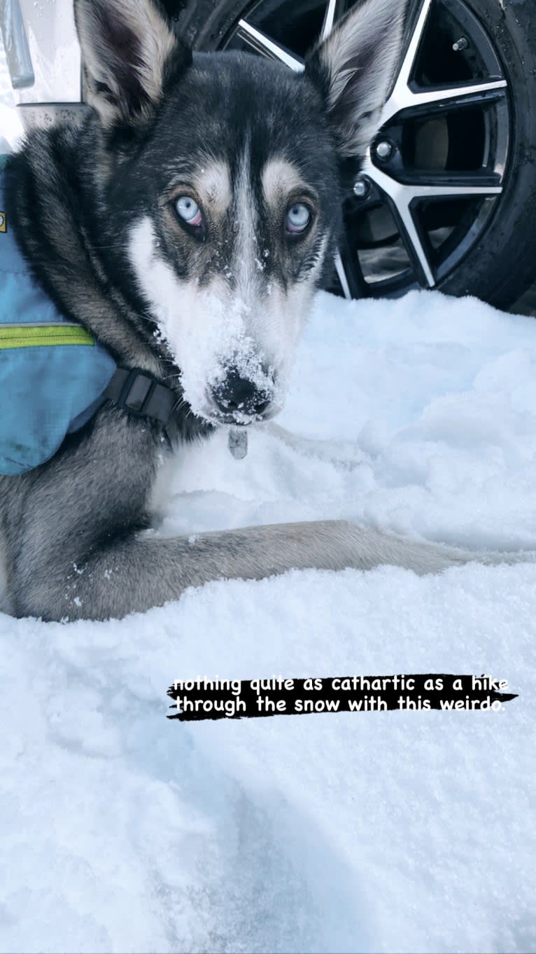 Kodiak, a Siberian Husky and German Shepherd Dog mix tested with EmbarkVet.com