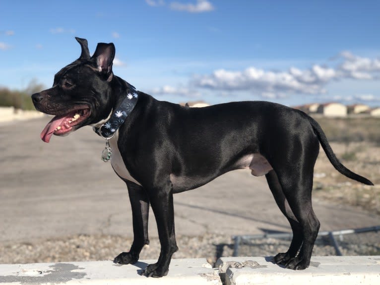 Mickey, an American Bully tested with EmbarkVet.com