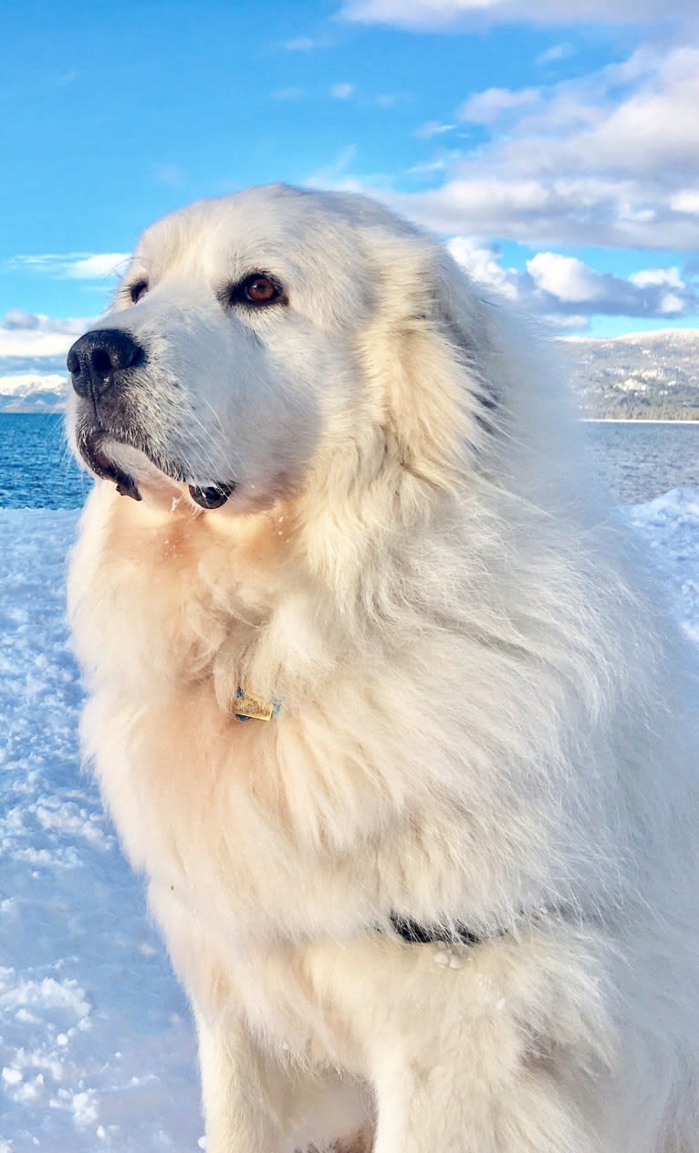 choupette, a Great Pyrenees tested with EmbarkVet.com
