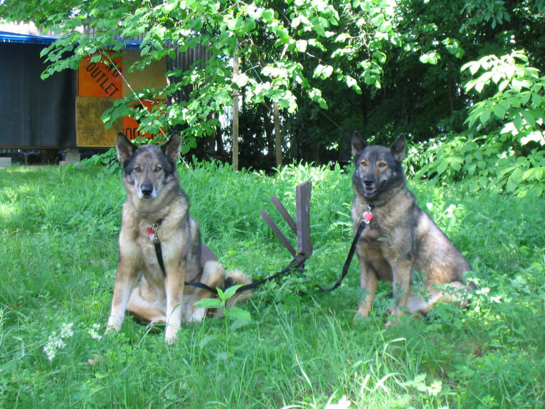 Agnes, a German Shepherd Dog and Chow Chow mix tested with EmbarkVet.com