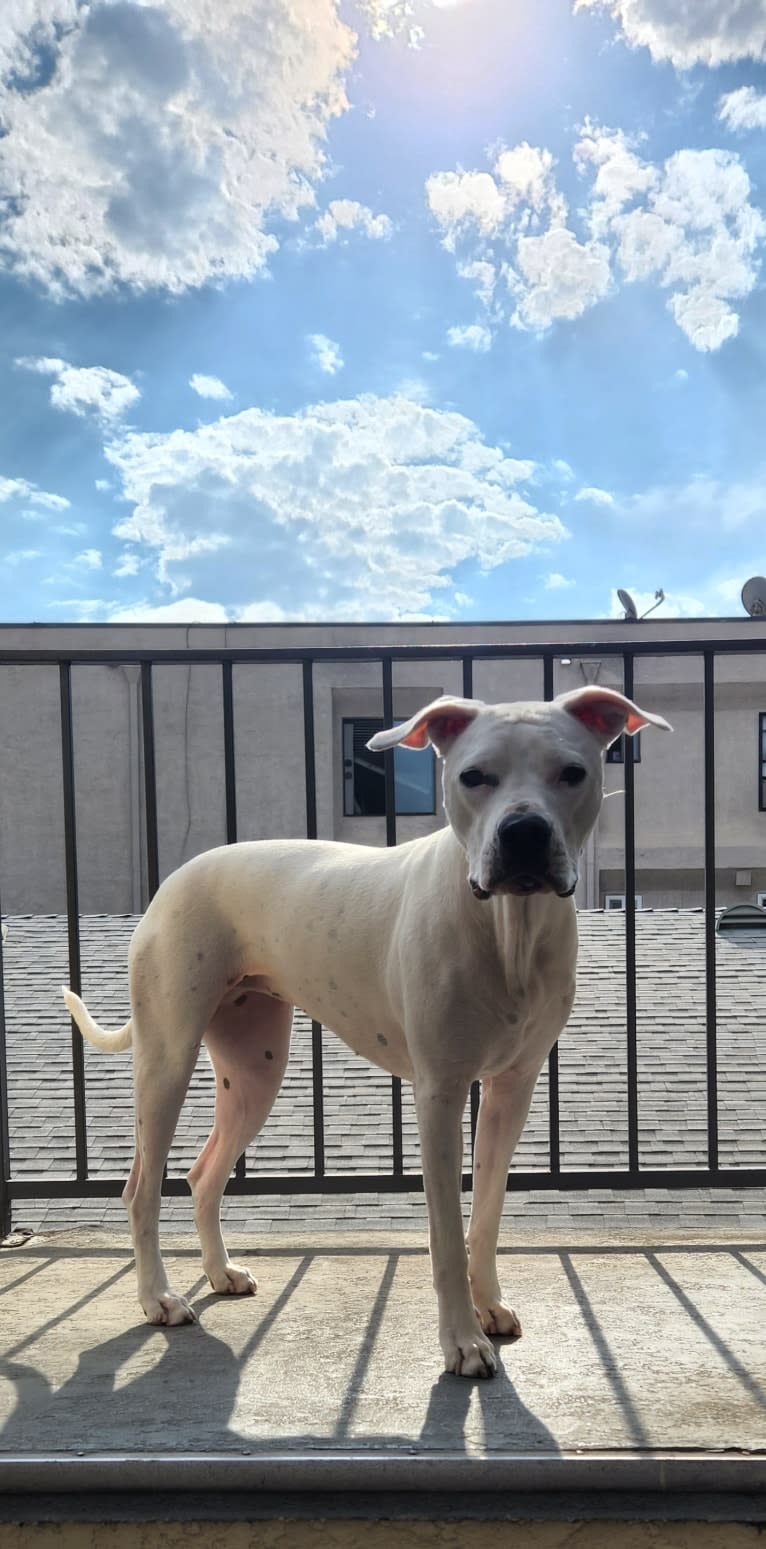 Nova, a Dogo Argentino tested with EmbarkVet.com