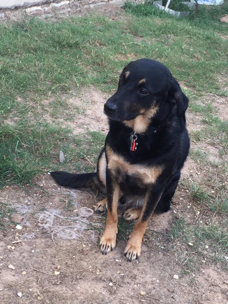 Duke, an Australian Cattle Dog and Chow Chow mix tested with EmbarkVet.com