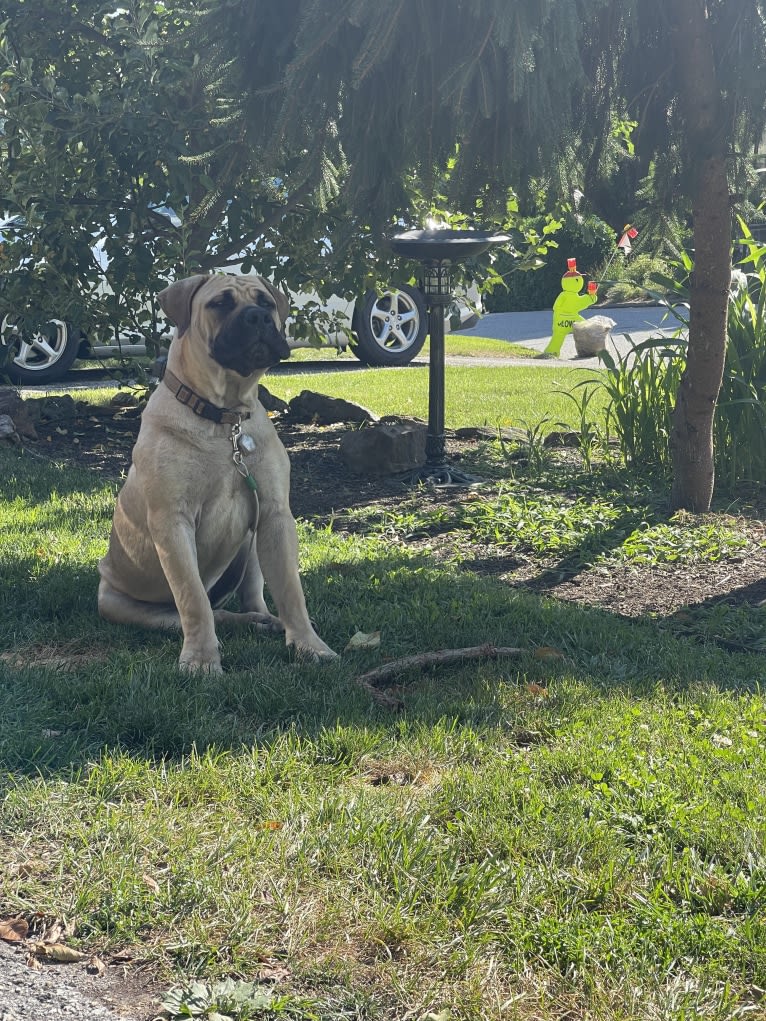 Gobi Boland, a Boerboel tested with EmbarkVet.com