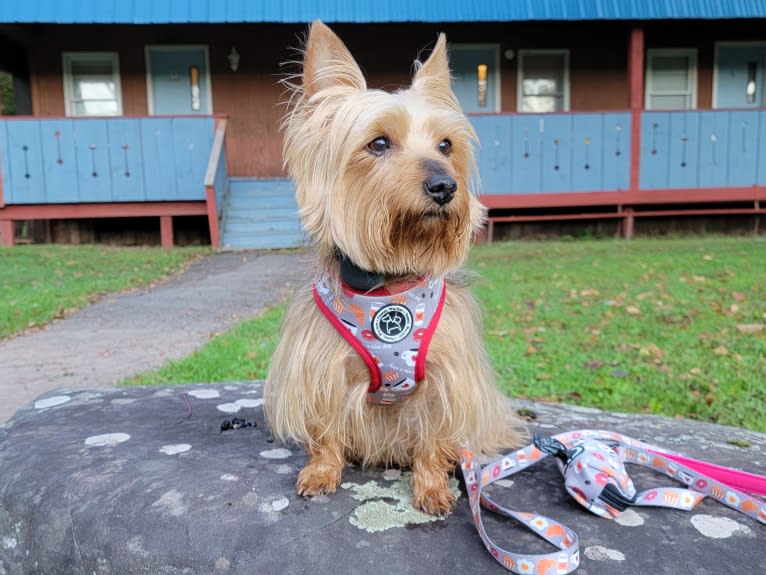 Eden, a Silky Terrier tested with EmbarkVet.com