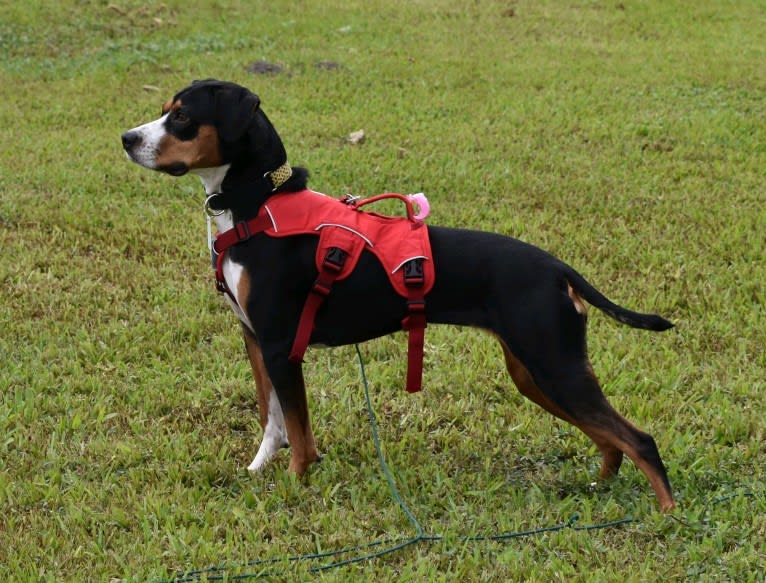 Gracie, a Pointer and American Pit Bull Terrier mix tested with EmbarkVet.com