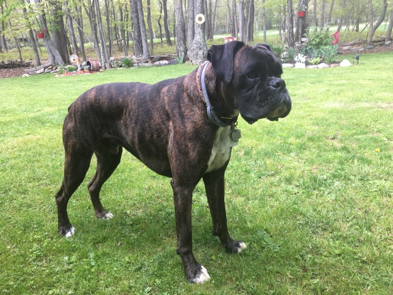 Murray, a Boxer tested with EmbarkVet.com