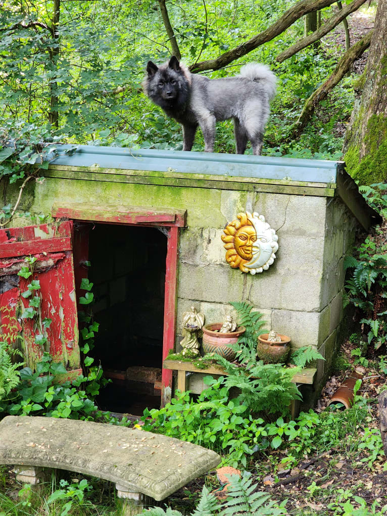 Duchess Lilly Puff Brown, a Keeshond tested with EmbarkVet.com