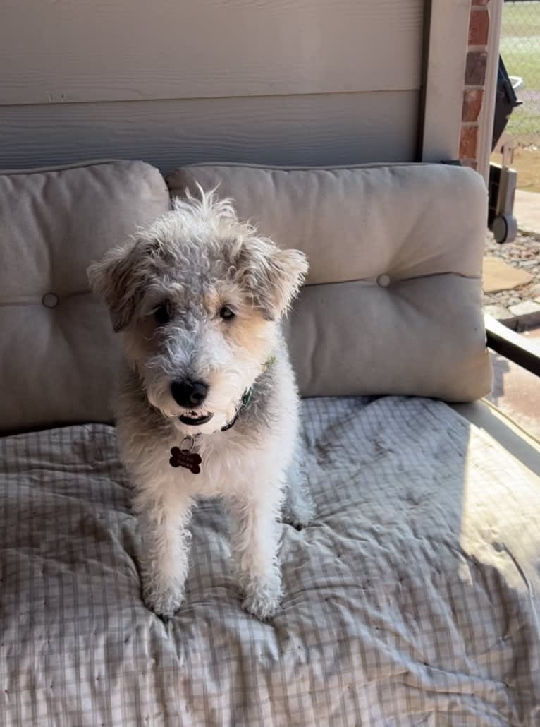 Lucy, a Wire Fox Terrier tested with EmbarkVet.com