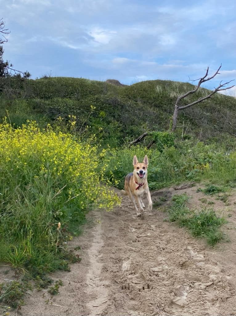 Jovie, a German Shepherd Dog and Bullmastiff mix tested with EmbarkVet.com