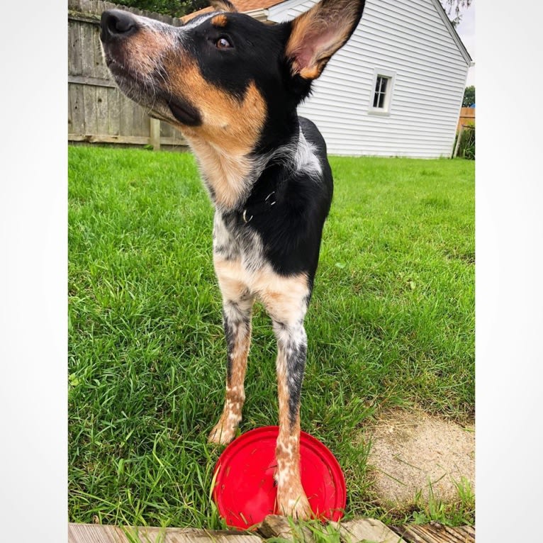 Finn, a Border Collie and Australian Cattle Dog mix tested with EmbarkVet.com