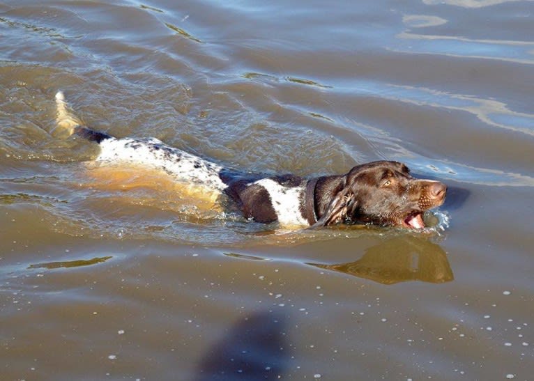 Crixus, a German Shorthaired Pointer and Alaskan-type Husky mix tested with EmbarkVet.com