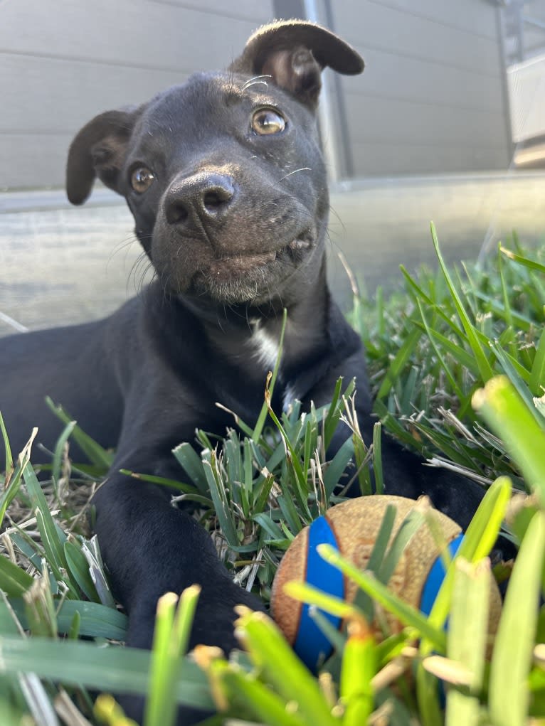 Abigail, an American Pit Bull Terrier and American Staffordshire Terrier mix tested with EmbarkVet.com