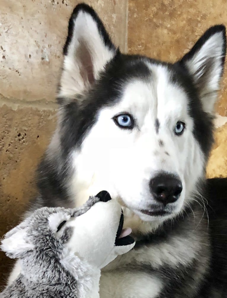 Dodger, a Siberian Husky tested with EmbarkVet.com