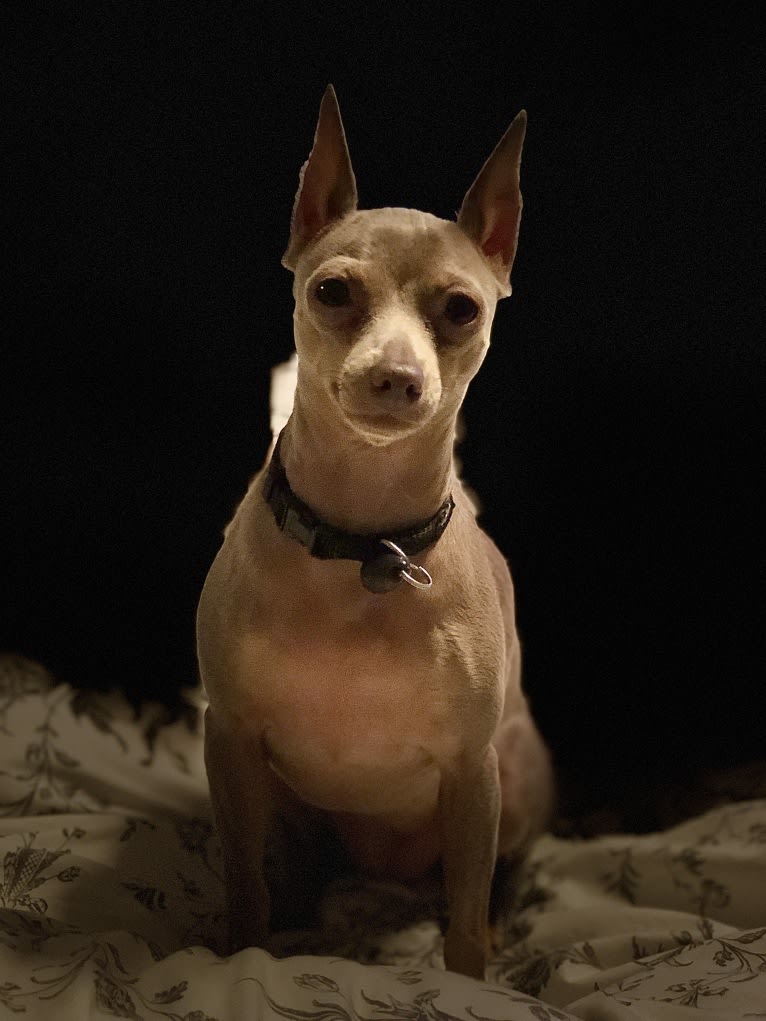 Roo, a Miniature Pinscher tested with EmbarkVet.com