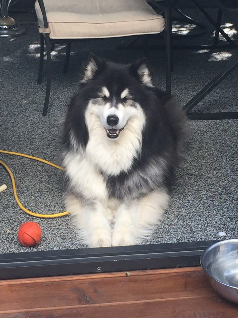 Nuvik, a Siberian Husky and Samoyed mix tested with EmbarkVet.com