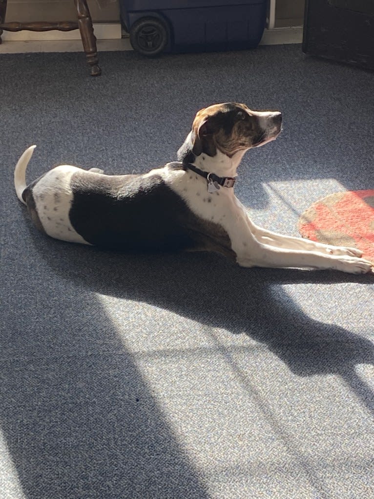 Larry, a Mountain Cur and Labrador Retriever mix tested with EmbarkVet.com