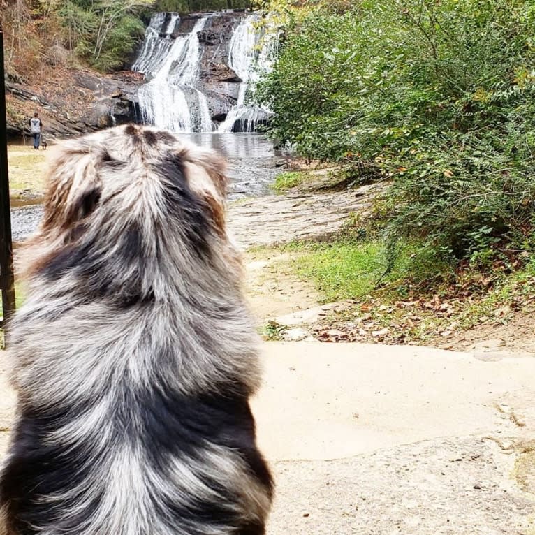 Dodge, an Australian Shepherd tested with EmbarkVet.com