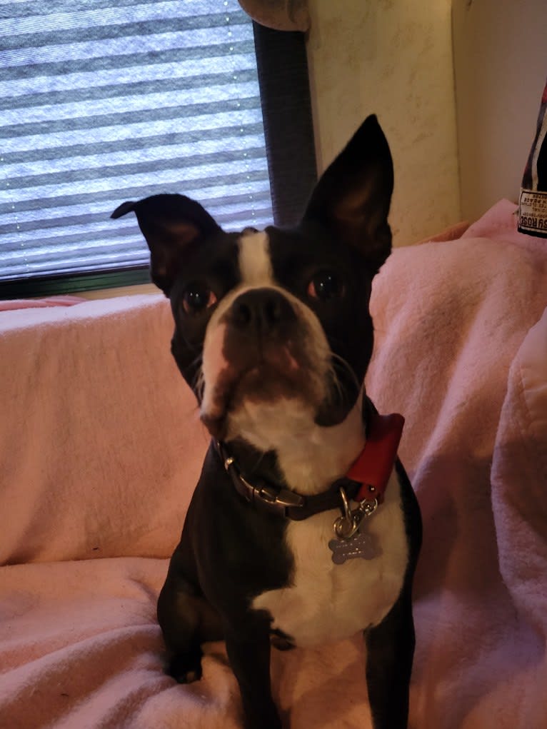 Julian Montana McCormack, a Boston Terrier tested with EmbarkVet.com