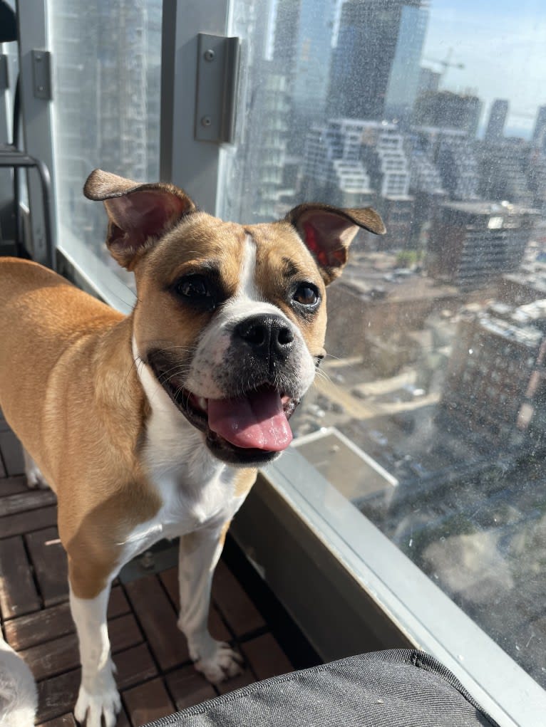 Lucy, a Boston Terrier and Bulldog mix tested with EmbarkVet.com