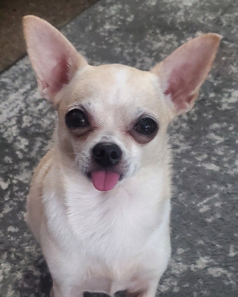 Boomer, a Chihuahua and Rat Terrier mix tested with EmbarkVet.com