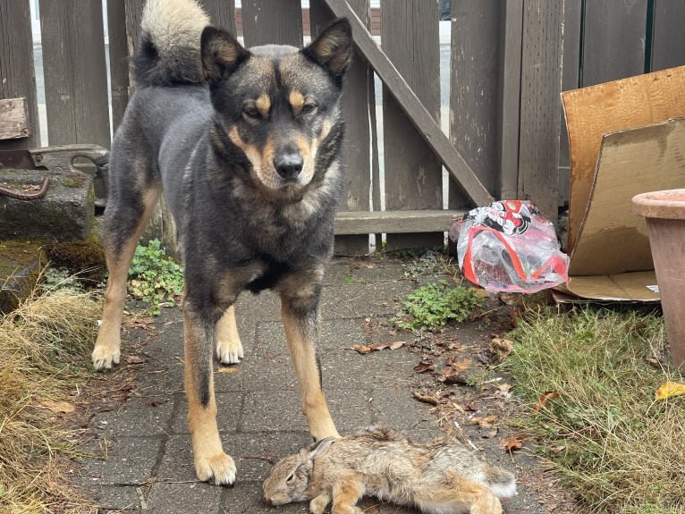 Buddy, a Jindo tested with EmbarkVet.com