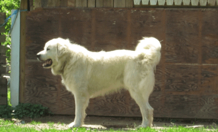 Moose, a Great Pyrenees tested with EmbarkVet.com