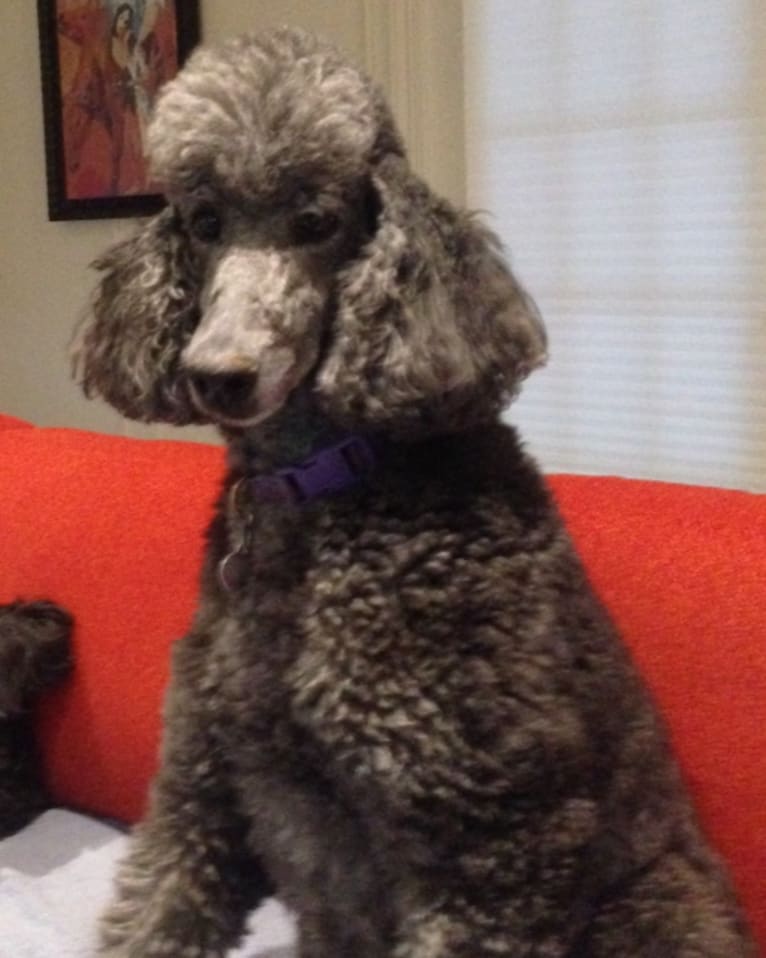 Gypsy, a Poodle (Standard) tested with EmbarkVet.com