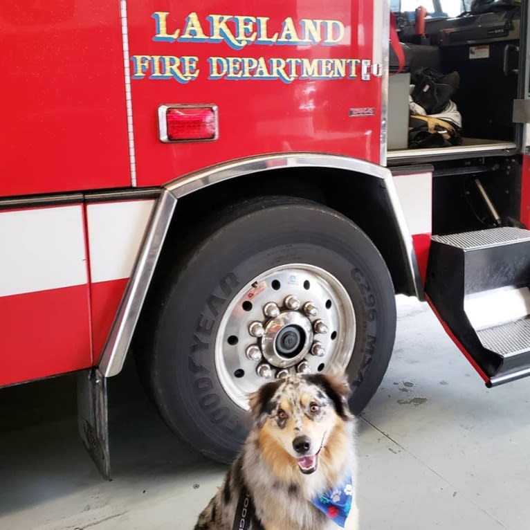 Dodge, an Australian Shepherd tested with EmbarkVet.com