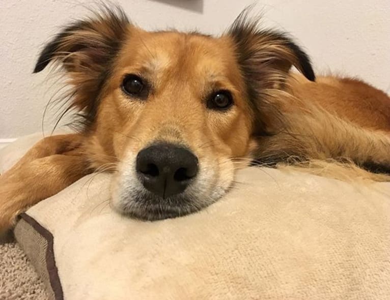 Einstein, a Great Pyrenees and American Pit Bull Terrier mix tested with EmbarkVet.com