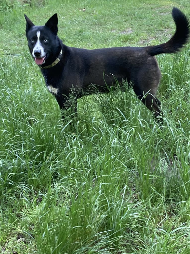 Takoda, an Alaskan-type Husky and Siberian Husky mix tested with EmbarkVet.com