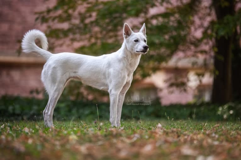 Suri, a Canaan Dog tested with EmbarkVet.com