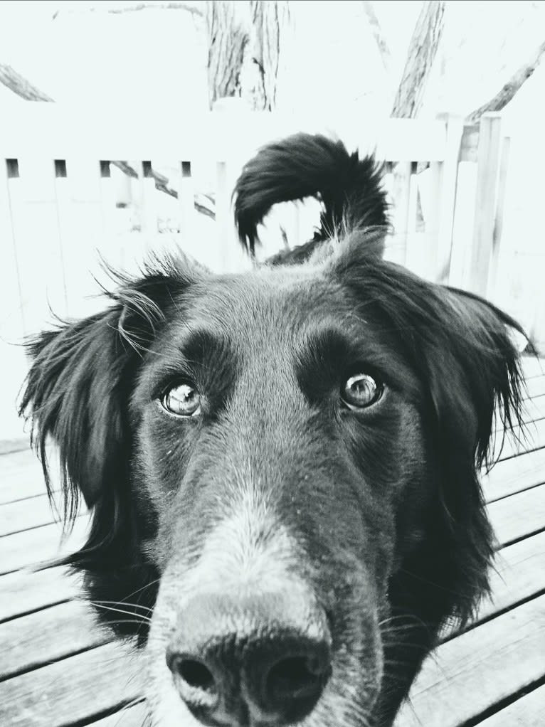 Zane, a Shetland Sheepdog and Labrador Retriever mix tested with EmbarkVet.com