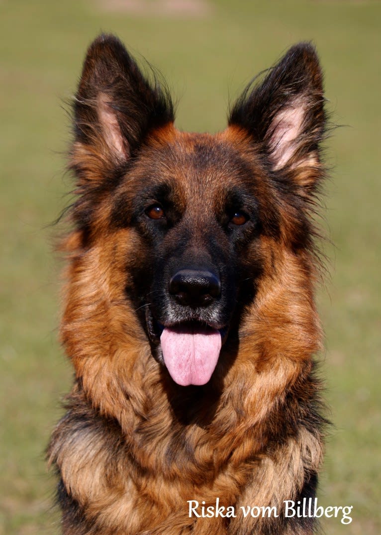 Riska vom Billberg, a German Shepherd Dog tested with EmbarkVet.com