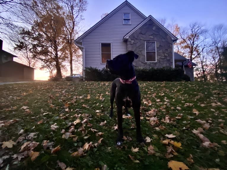 Zhala, a Cane Corso and American Pit Bull Terrier mix tested with EmbarkVet.com