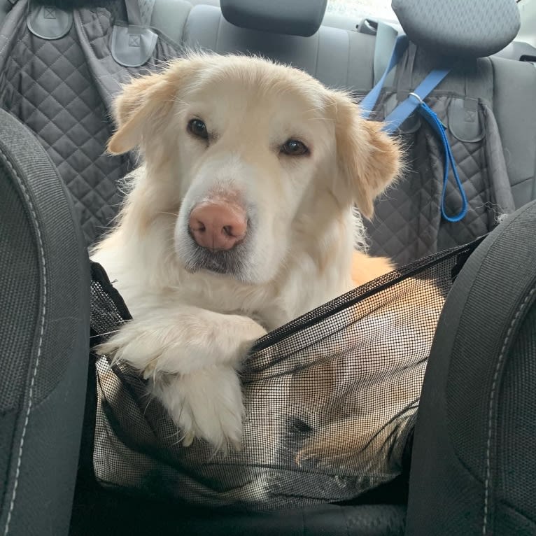 Koa, a Siberian Husky and Golden Retriever mix tested with EmbarkVet.com