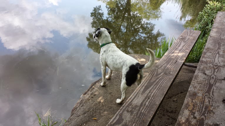 Sadie, a Rat Terrier and English Springer Spaniel mix tested with EmbarkVet.com