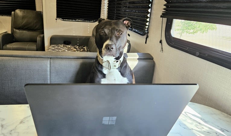 Luna, an American Pit Bull Terrier tested with EmbarkVet.com