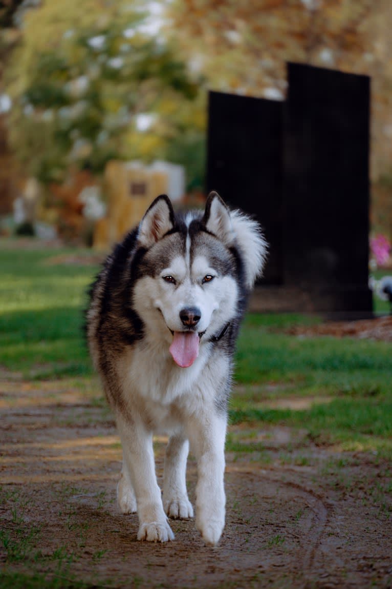 Apollo, a Samoyed and Siberian Husky mix tested with EmbarkVet.com