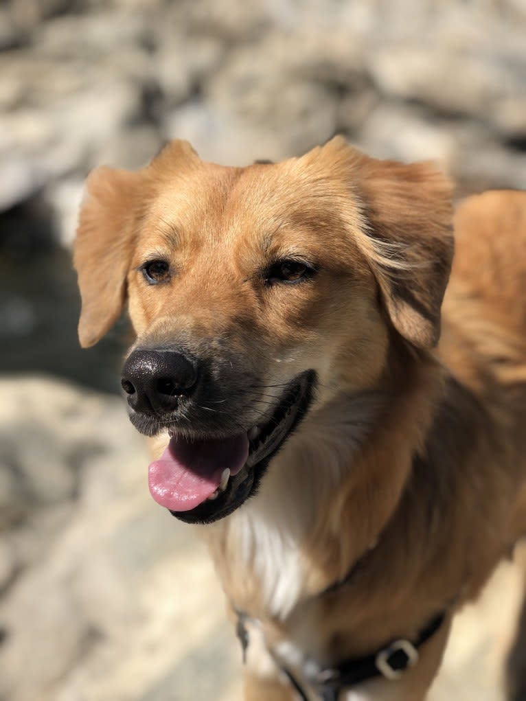 Coco, a German Shepherd Dog and Akita mix tested with EmbarkVet.com