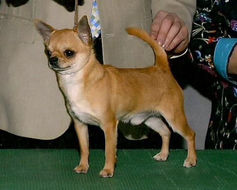 Charlie, a Chihuahua tested with EmbarkVet.com