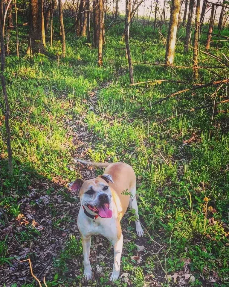 Kita Bonita, an American Bulldog and Chow Chow mix tested with EmbarkVet.com