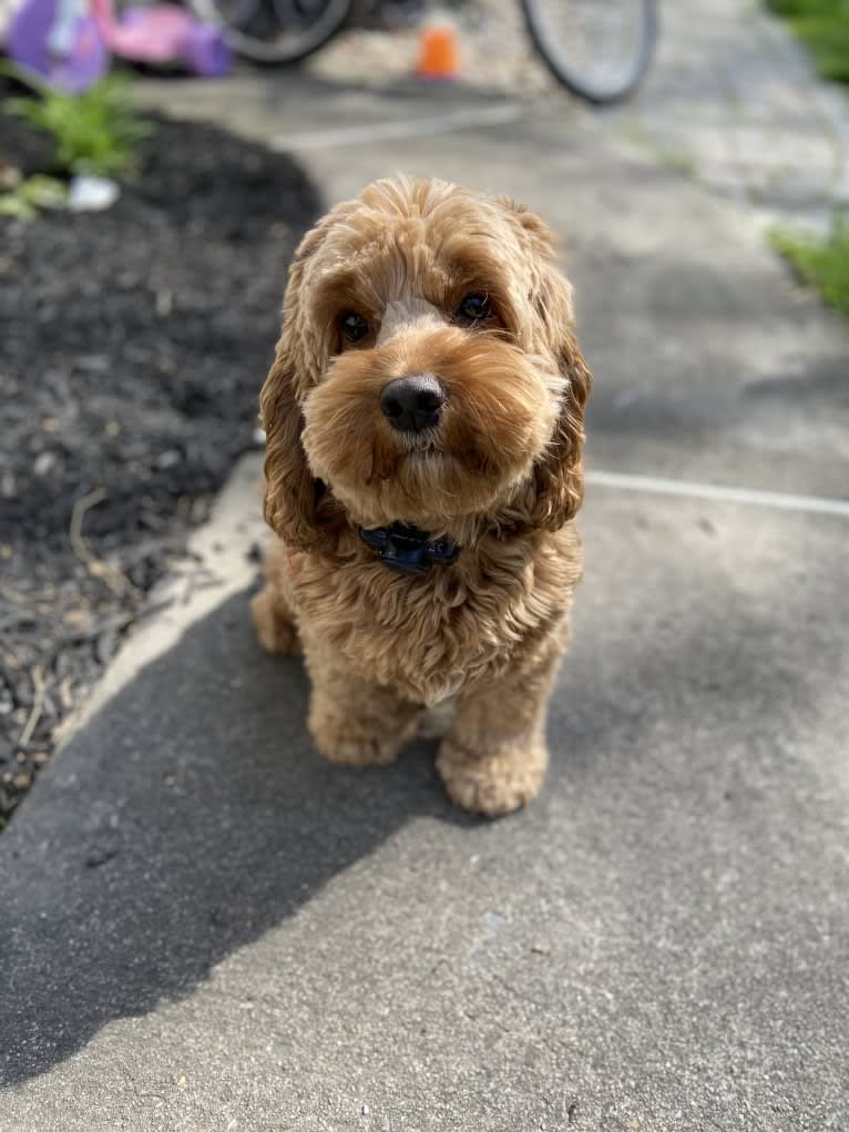 Lucy, a Cockapoo (4.2% unresolved) tested with EmbarkVet.com