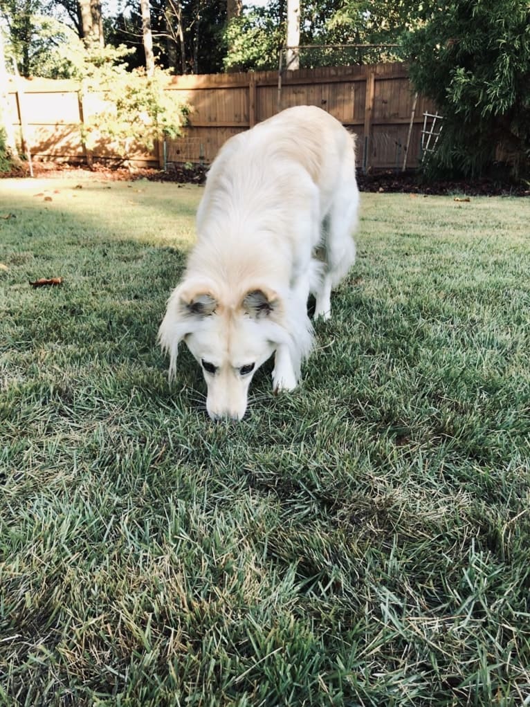 Roo (Kangaroo), a Siberian Husky and American Pit Bull Terrier mix tested with EmbarkVet.com
