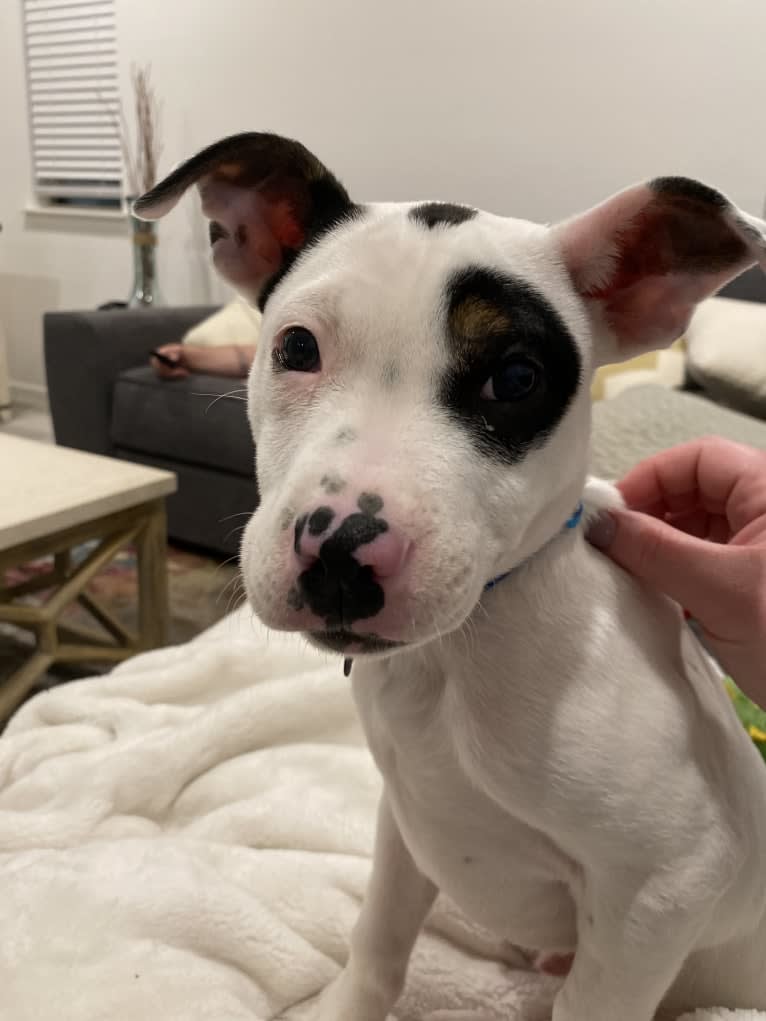 Rocky, an American Pit Bull Terrier and Australian Cattle Dog mix tested with EmbarkVet.com