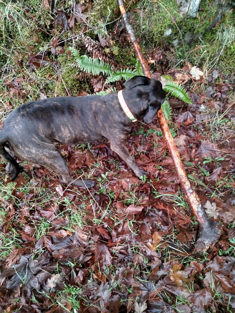 Luci Fur, an American Pit Bull Terrier and Rottweiler mix tested with EmbarkVet.com